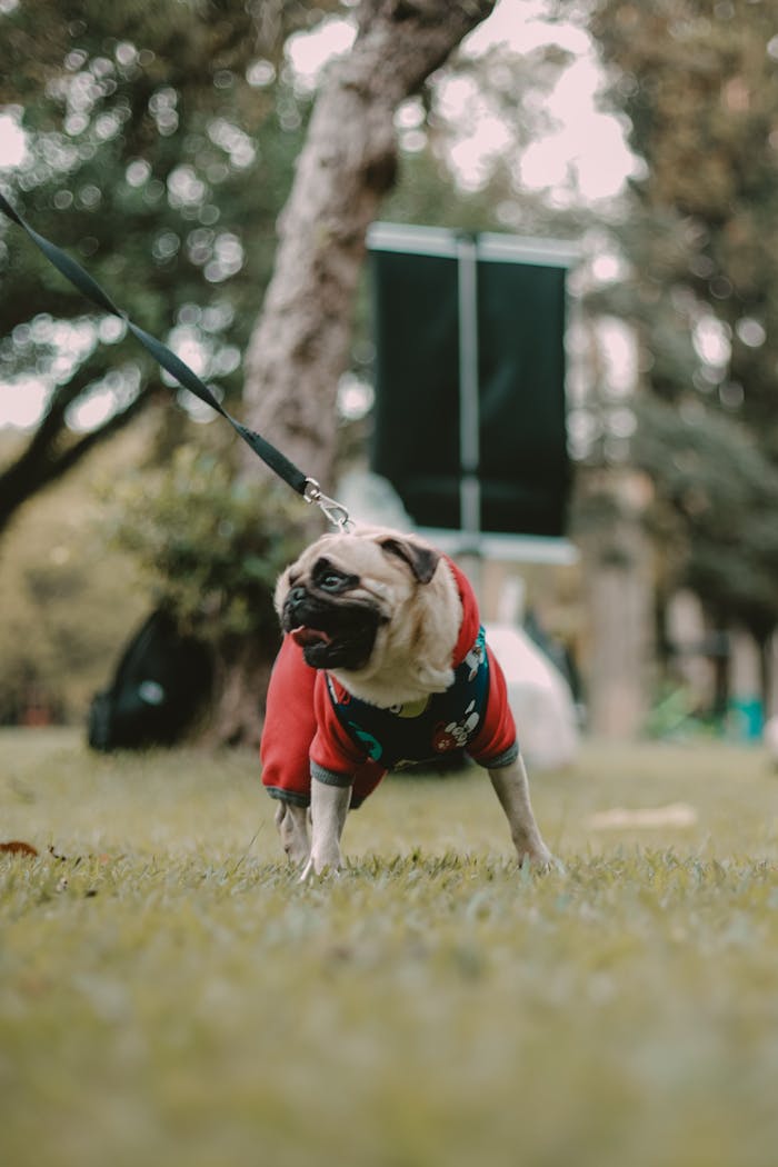 Adorable pug in red sweater on leash exploring São Paulo park greenery.