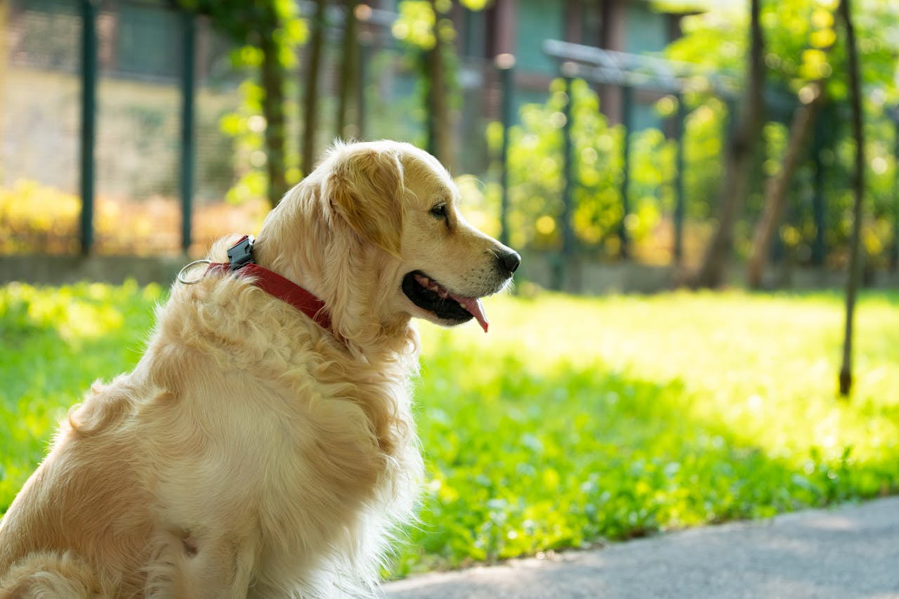 Golden Retriever sitting on sunny grass in Timișoara. Perfect for pet lovers.