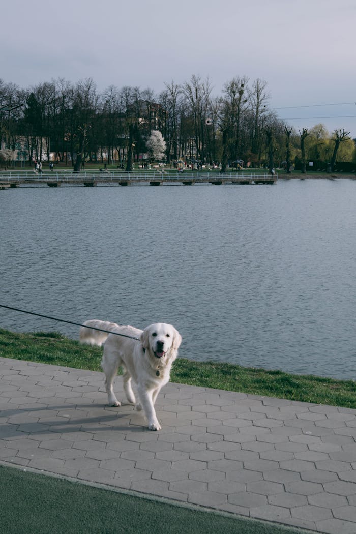 Golden Retriever on a leash, walking along a picturesque lakeside path in a park.